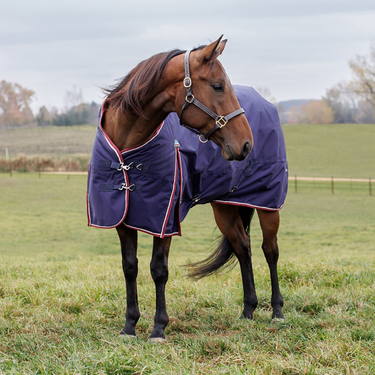 Weatherbeeta Comfitec Essential Standard Turnout 360g