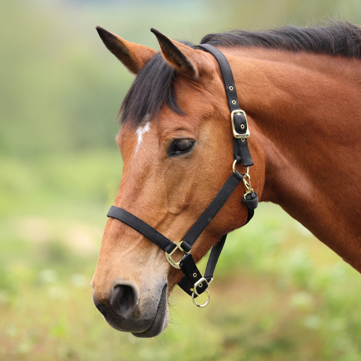 Shires ARMA Premium Adjustable Headcollar