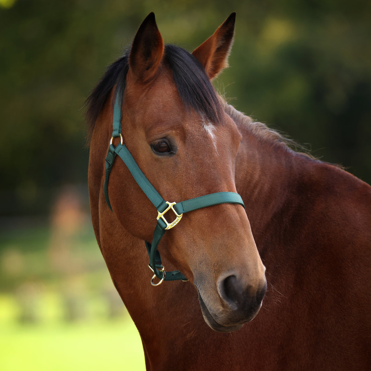 Shires ARMA Premium Adjustable Headcollar #colour_hunter