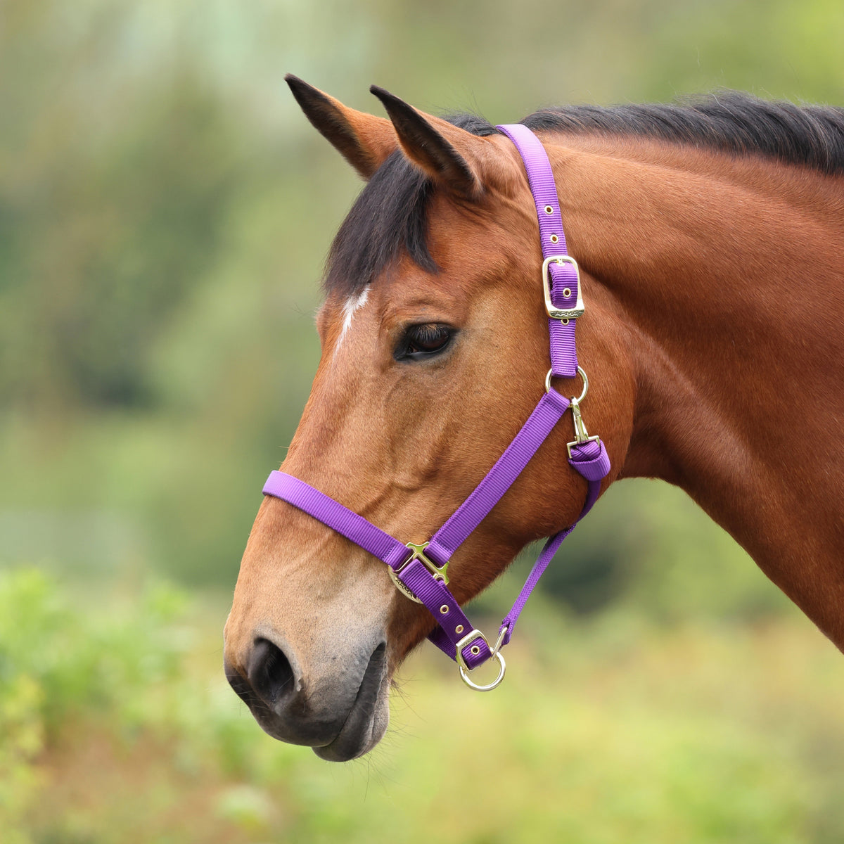 Shires ARMA Premium Adjustable Headcollar