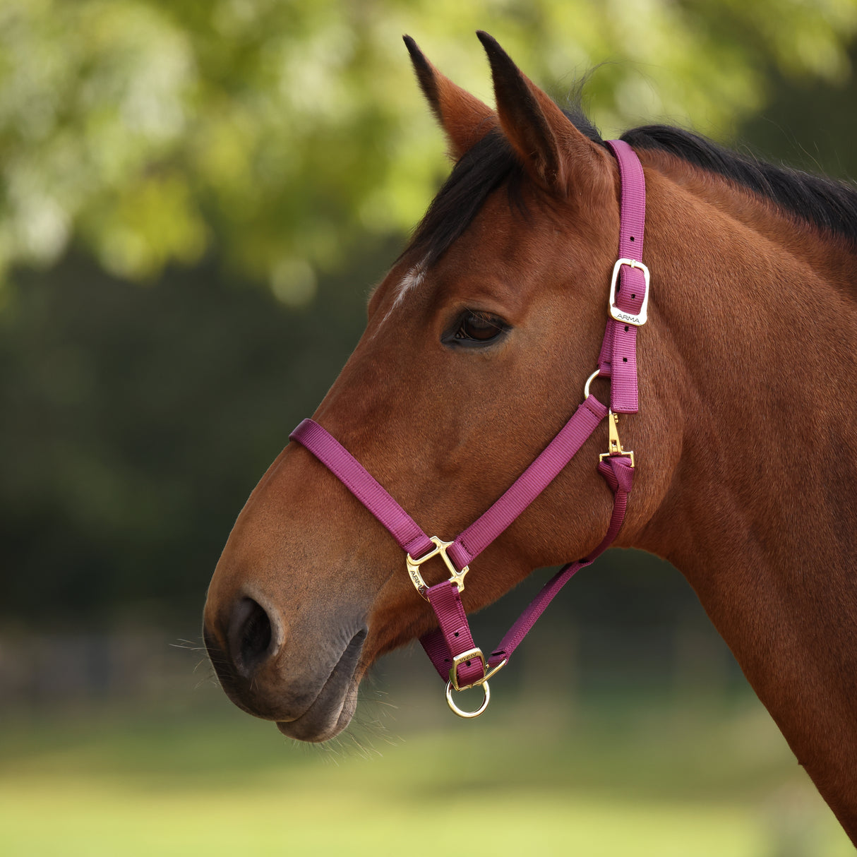 Shires ARMA Premium Adjustable Headcollar #colour_raspberry