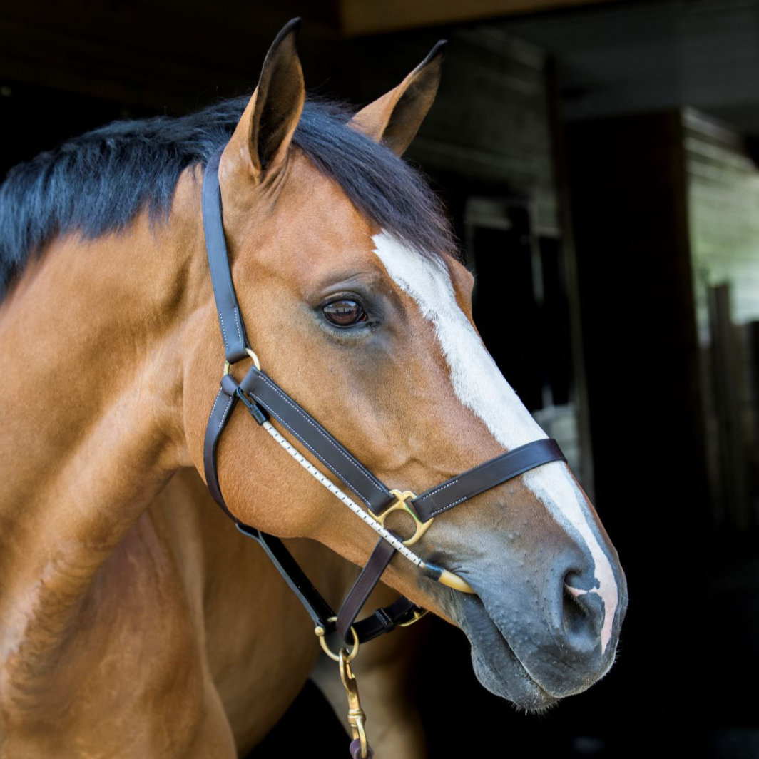 ThinLine Busy Buddy for Bridles and Headcollars