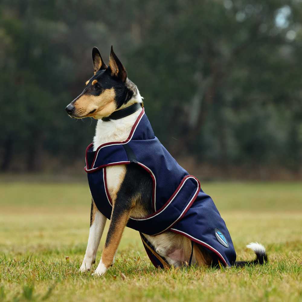 Weatherbeeta Comfitec Premier Deluxe Waterproof Dog Coat #colour_navy-burgundy