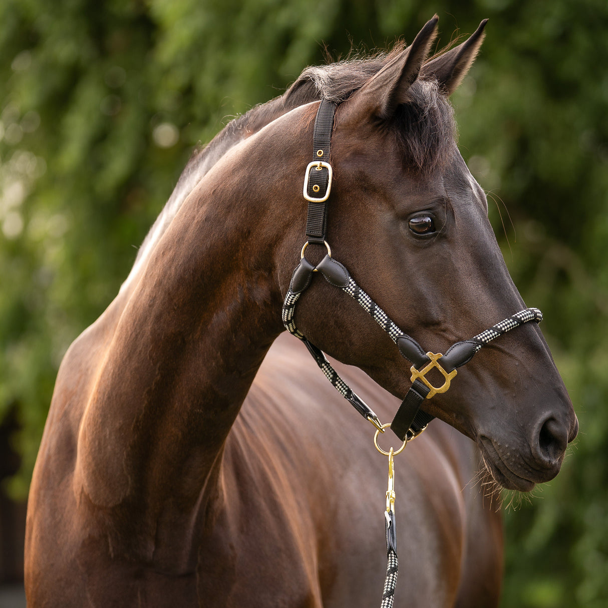 HKM Head Collar -Limone Sportive- #colour_black