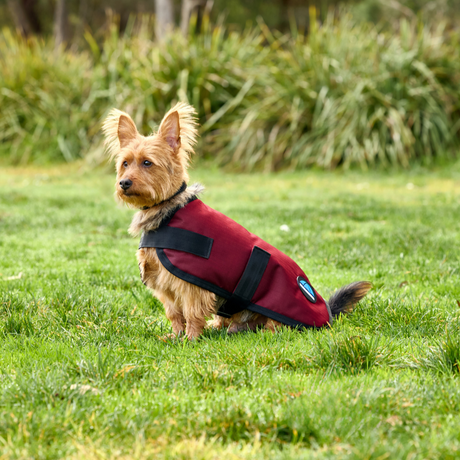 Weatherbeeta Comfitec Classic Waterproof Dog Coat #colour_burgundy