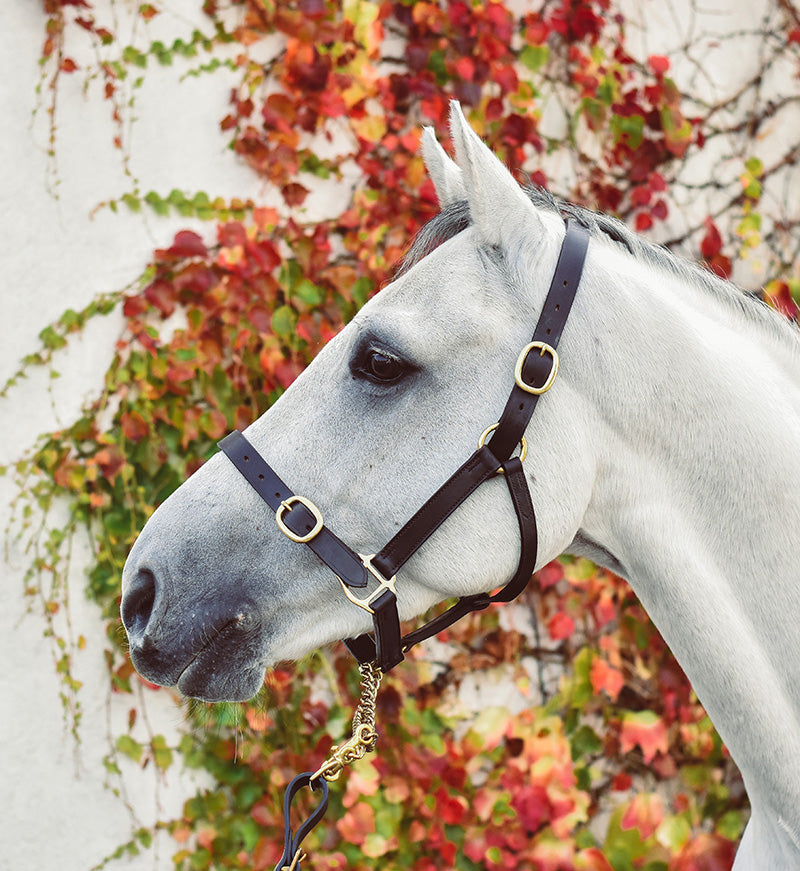 Mackey Equisential Leather Headcollar #colour_brown