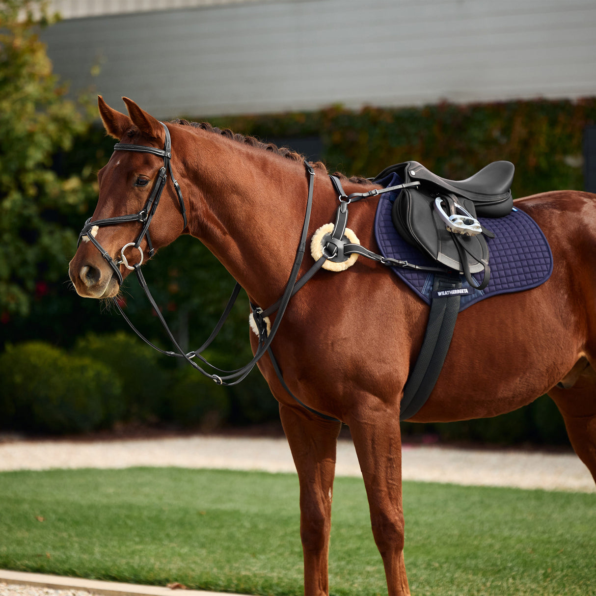 Dublin 5-Point Event Leather Breastplate with Sheepskin Pad