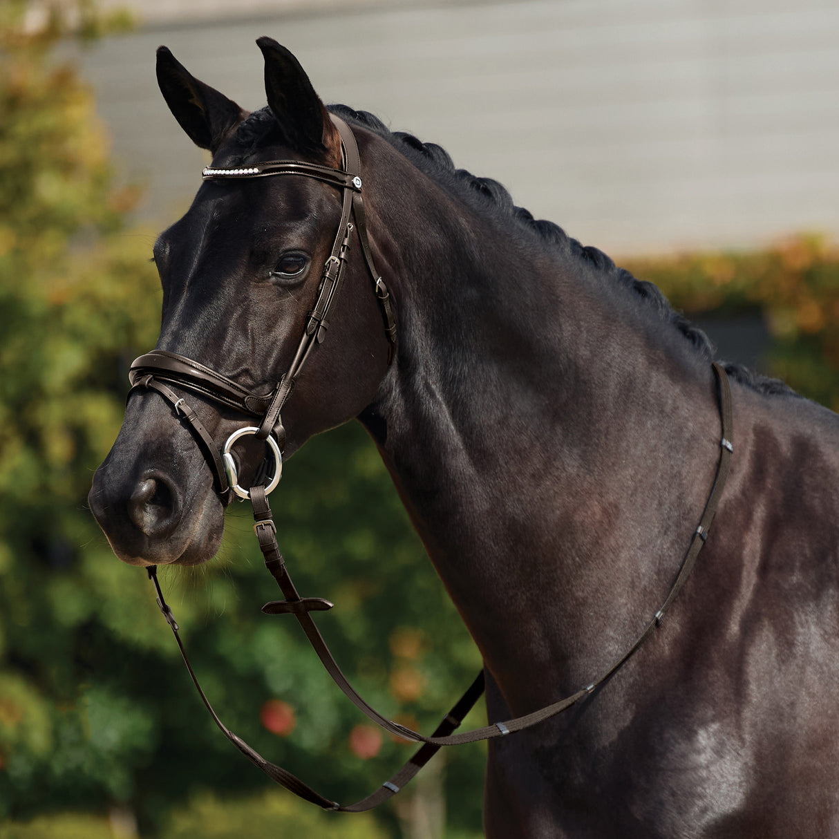 Dublin Padded Mono Crown Patent Flash Bridle with Crystal Browband