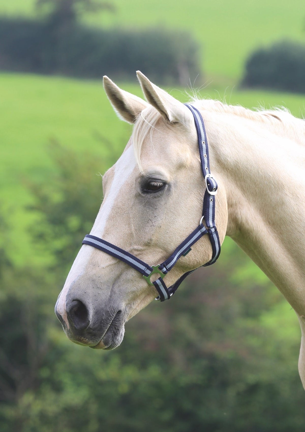 Shires Wessex Headcollar