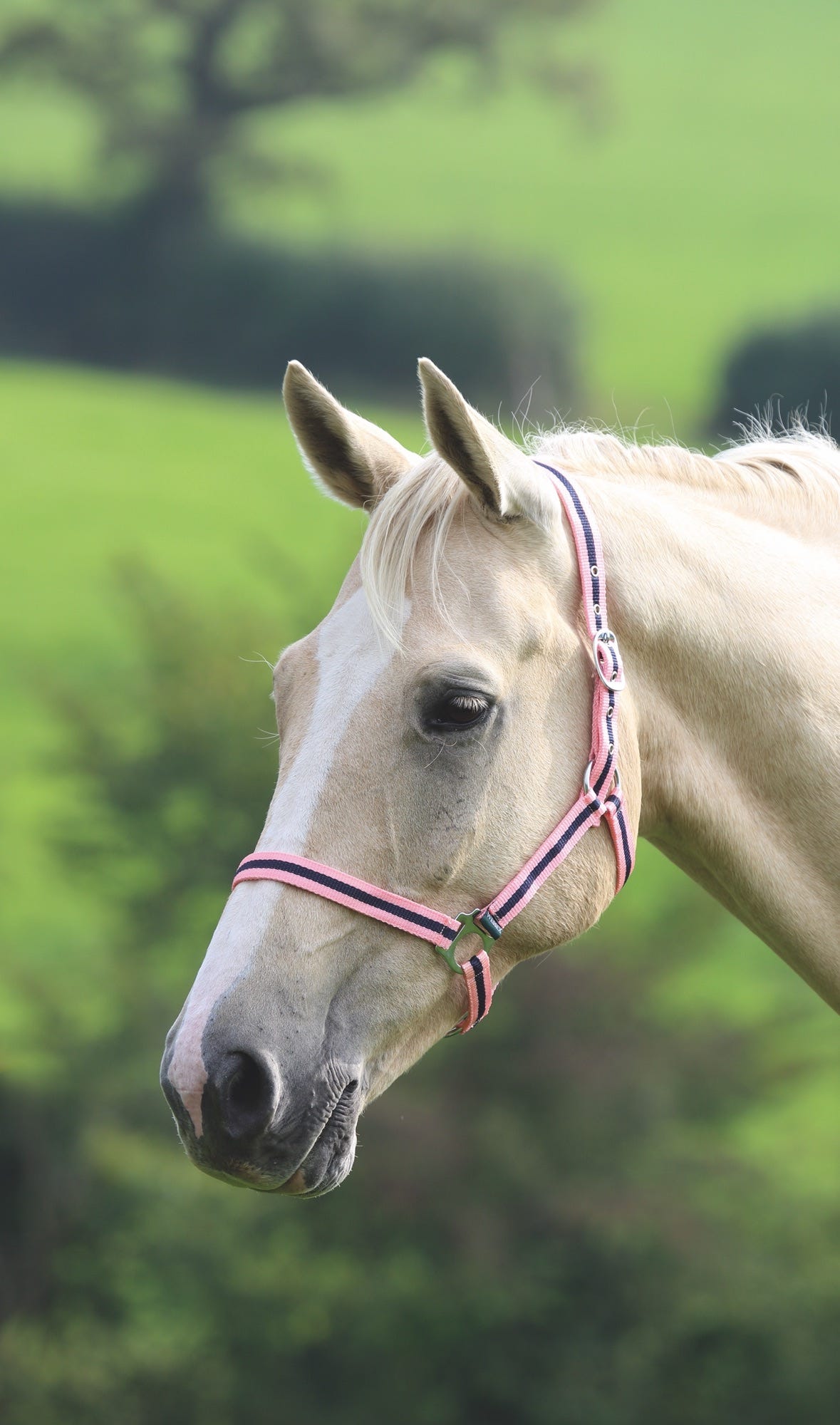 Shires Wessex Headcollar