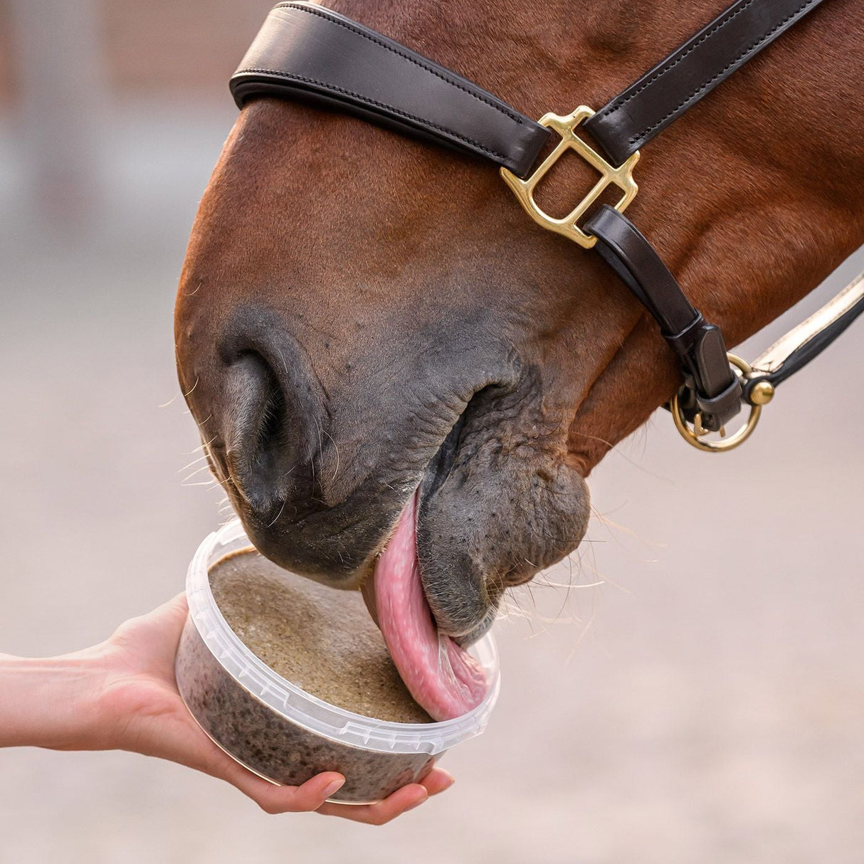 Waldhausen Stablesnack Licking Bowl