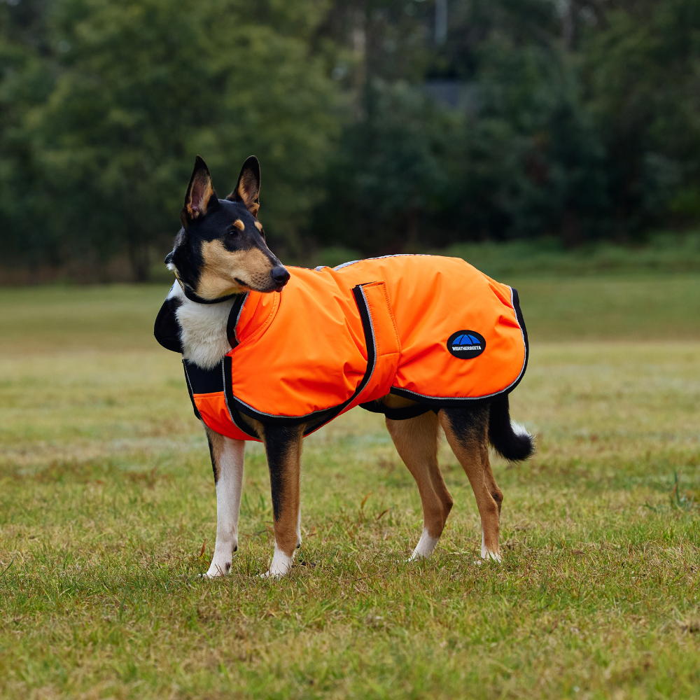 Weatherbeeta Comfitec Reflective 300D Deluxe Showerproof Dog Coat #colour_orange