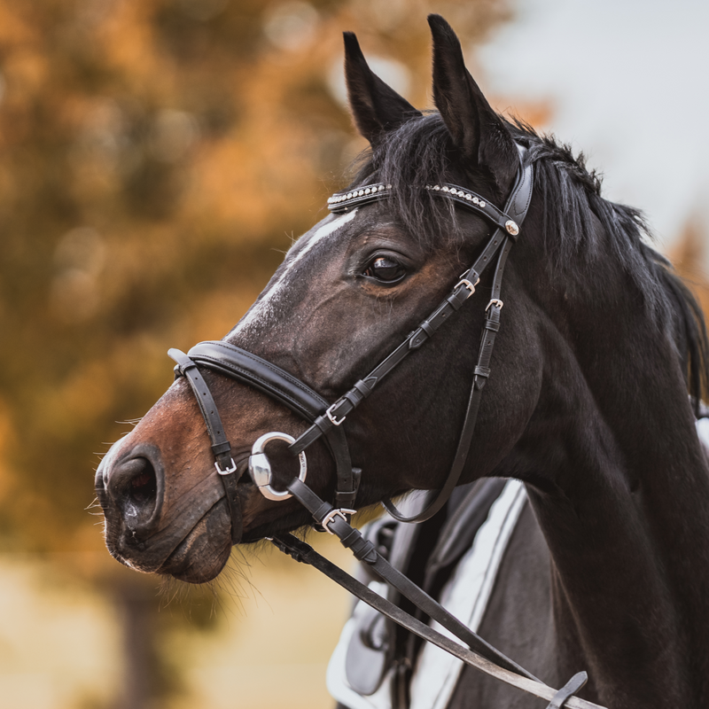 Sprenger 16mm Hard Carbon Mullen Mouth Snaffle With Stainless Steel Eggbutt Horse Bit