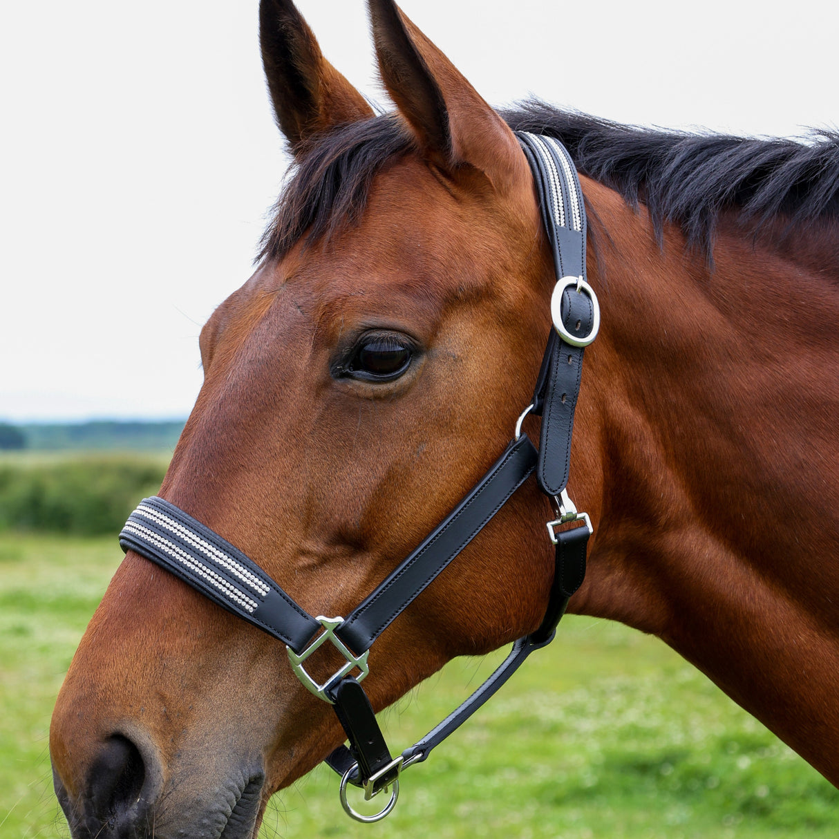 Hy Equestrian Anodize Leather Head Collar
