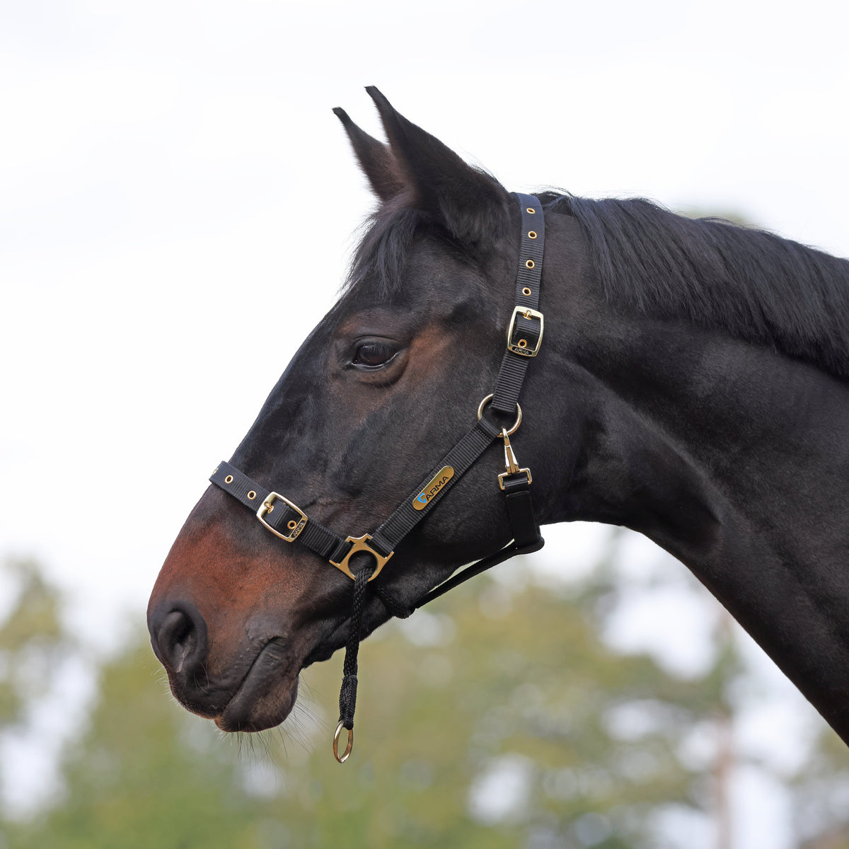 Shires Control Headcollar