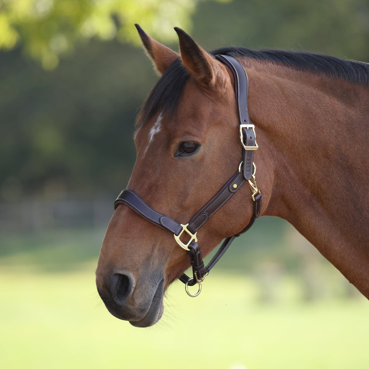 Shires Velociti Lusso Lorca Leather Headcollar