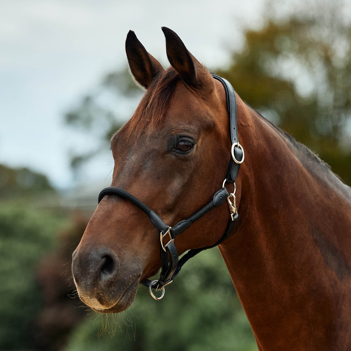 Dublin Leather Rope Headcollar with Nickel Buckles