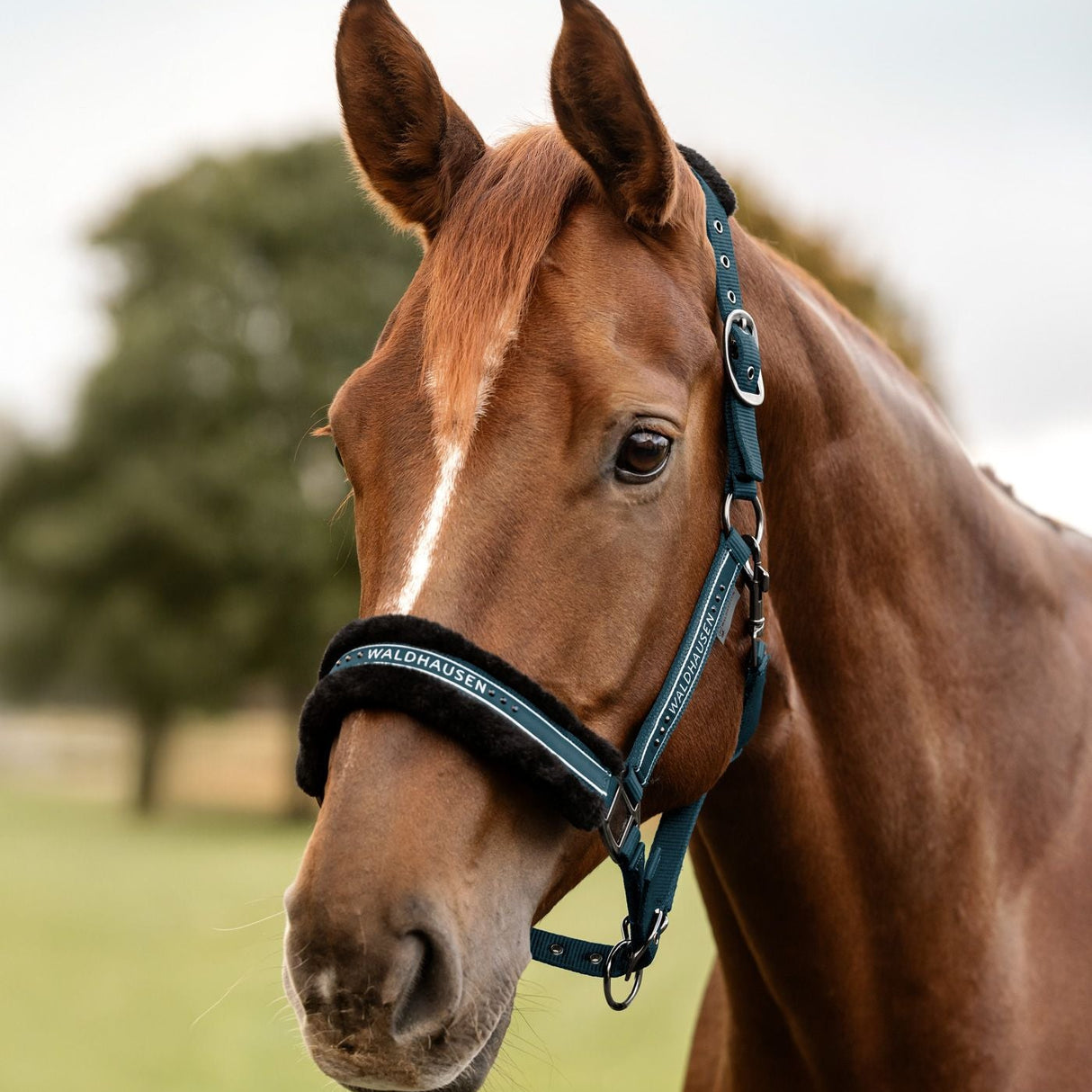 Waldhausen Elegant Halter #colour_petrol-blue