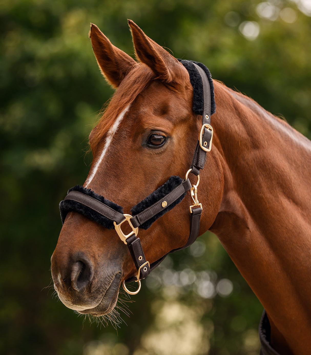 Waldhausen Phoenix Halter Set