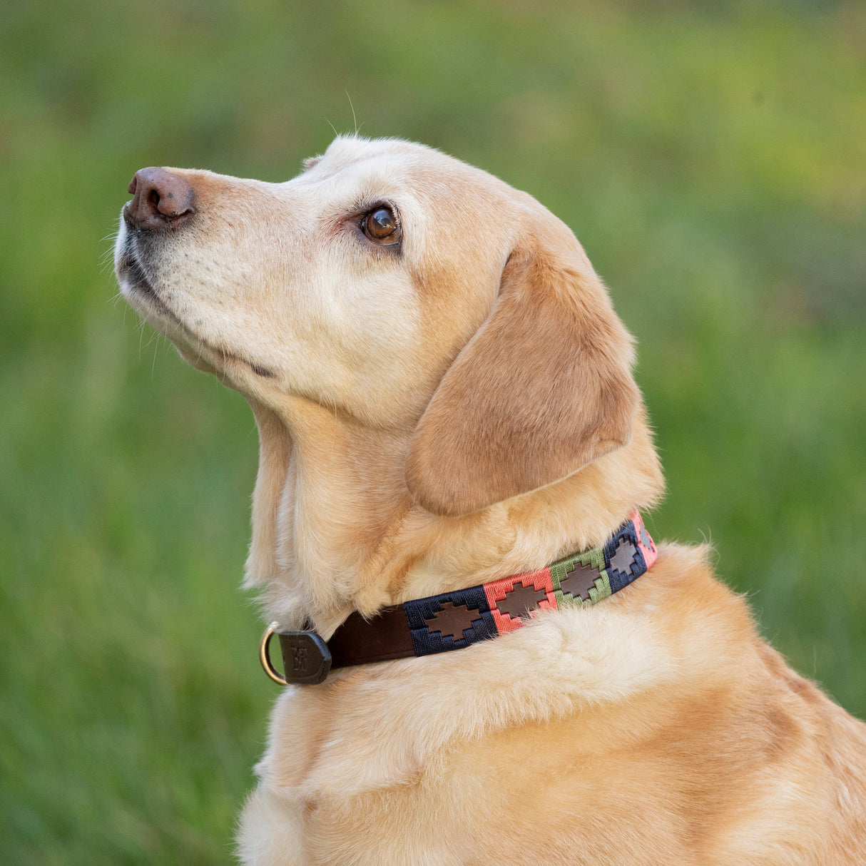 Benji & Flo Sublime Polo Leather Dog Collar #colour_pink-navy-green