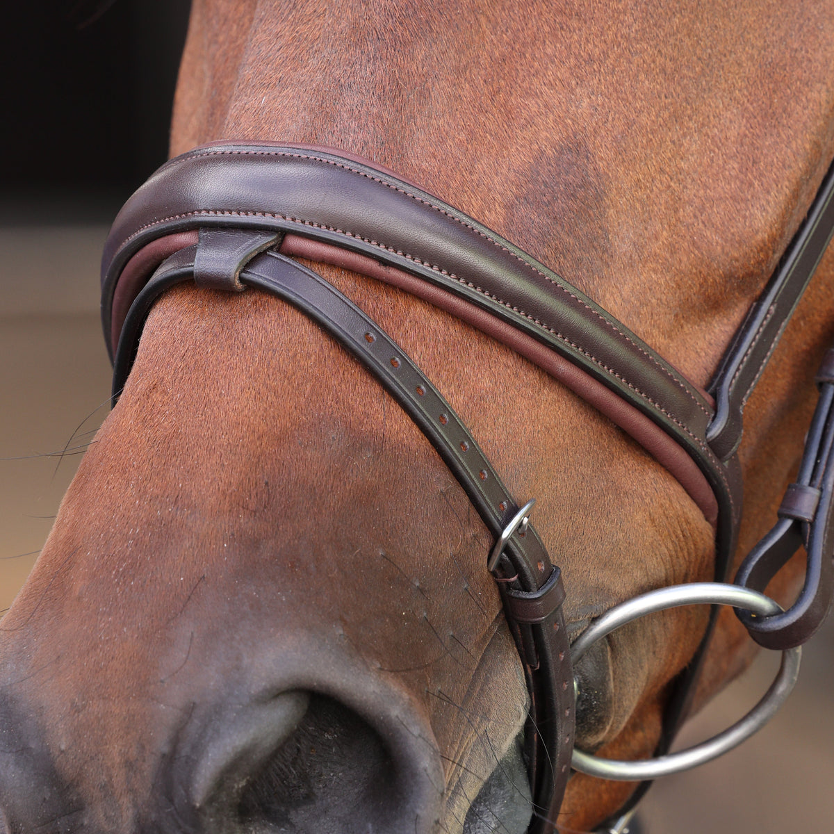 Shires Velociti LUSSO Elite Padded Raised Flash Bridle
