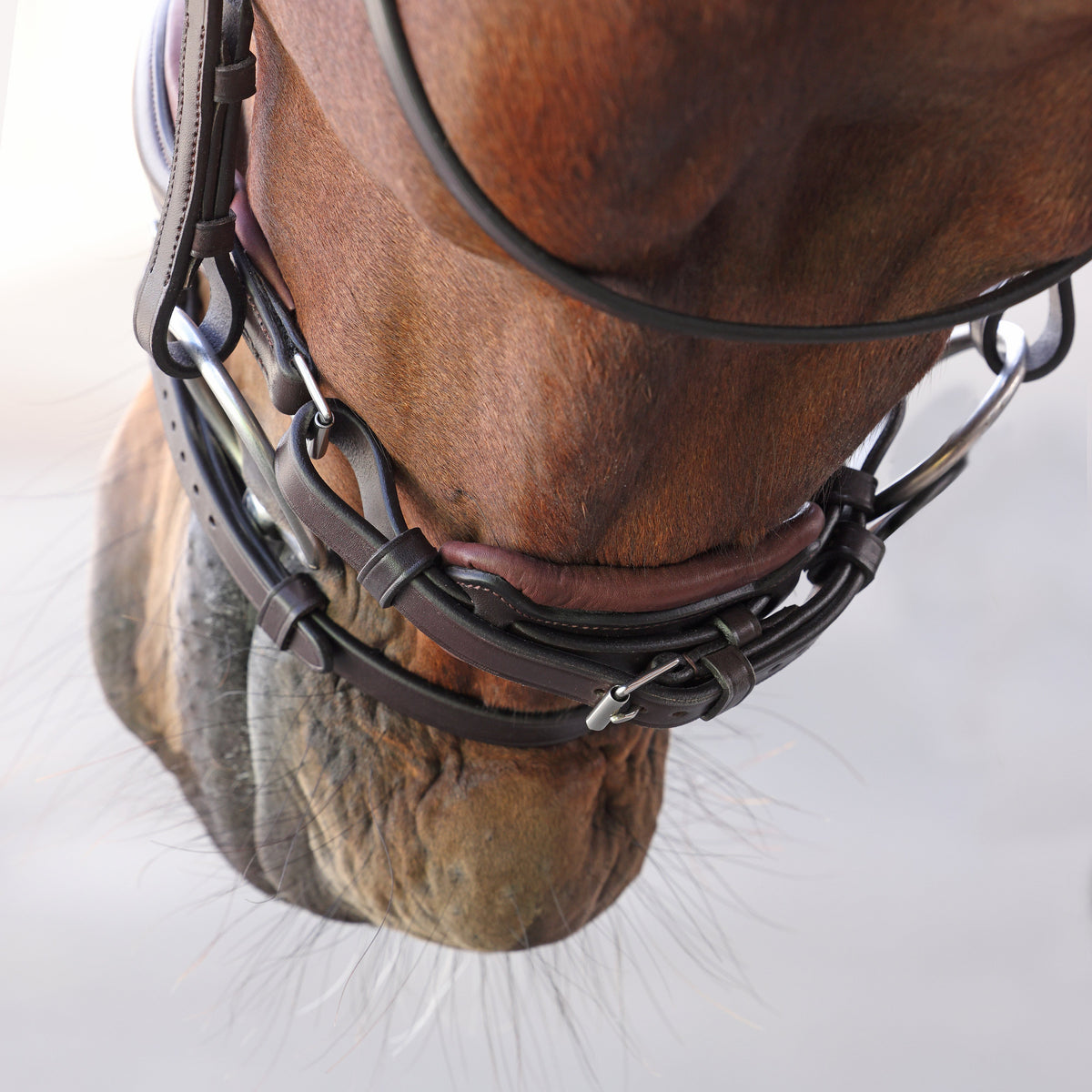 Shires Velociti LUSSO Elite Dressage Flash Bridle