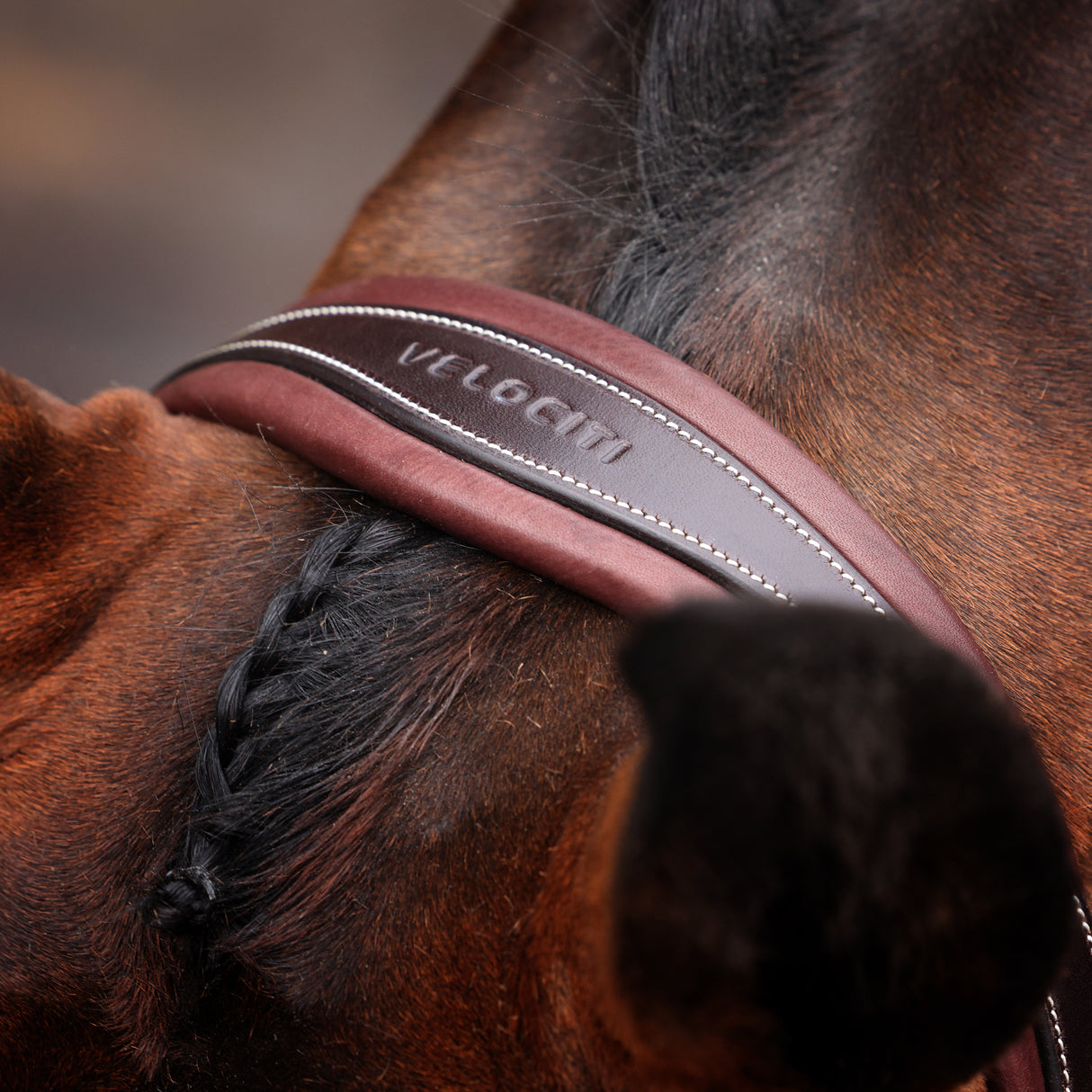 Shires Velociti LUSSO Opus 180M Padded Flash Bridle #colour_havana