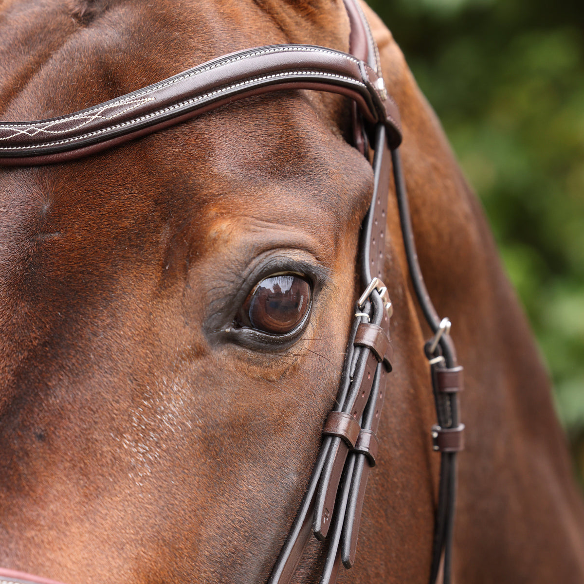 Shires Velociti LUSSO Opus 180M Padded Flash Bridle
