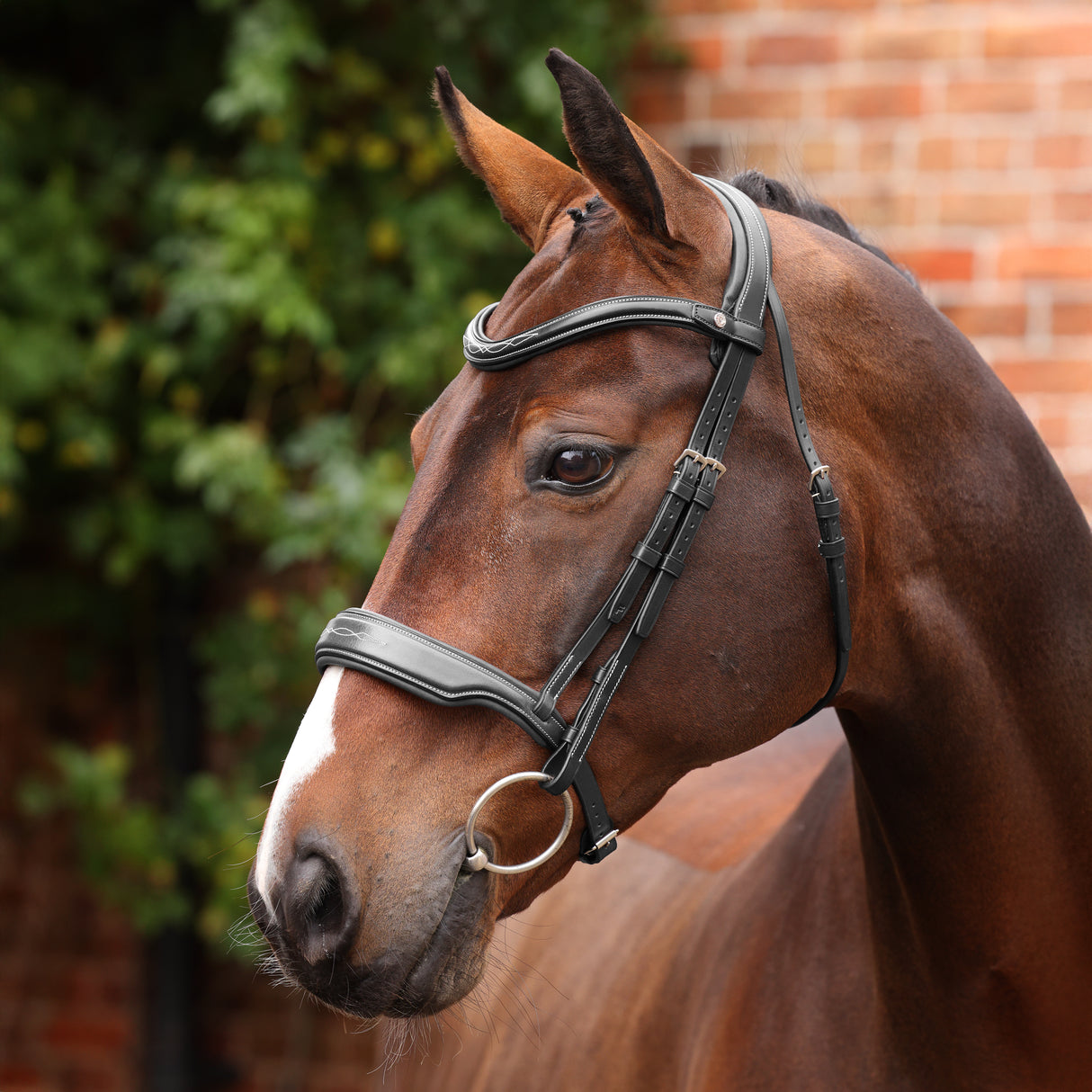 Shires Velociti LUSSO Opus 180M Dressage Cavesson Bridle #colour_black
