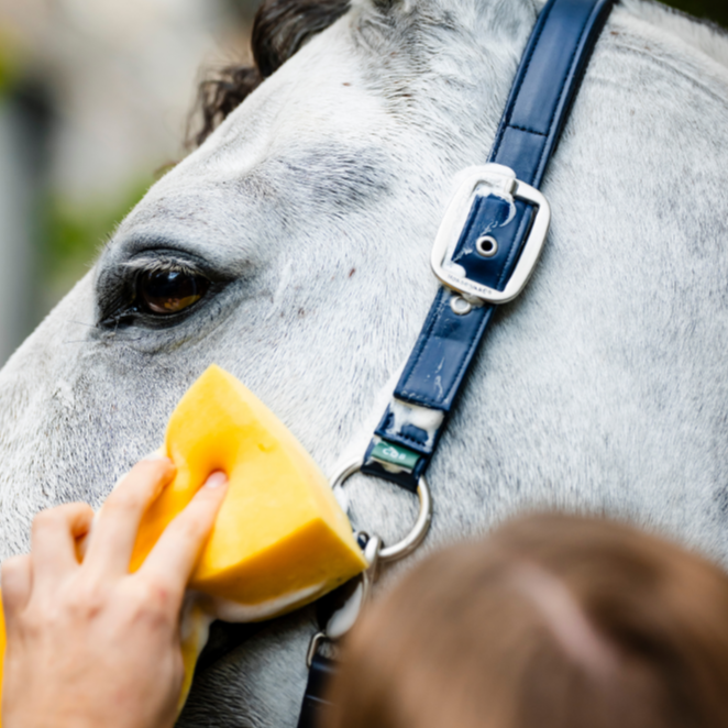 Horseware Ireland Grooming Headcollar #colour_navy