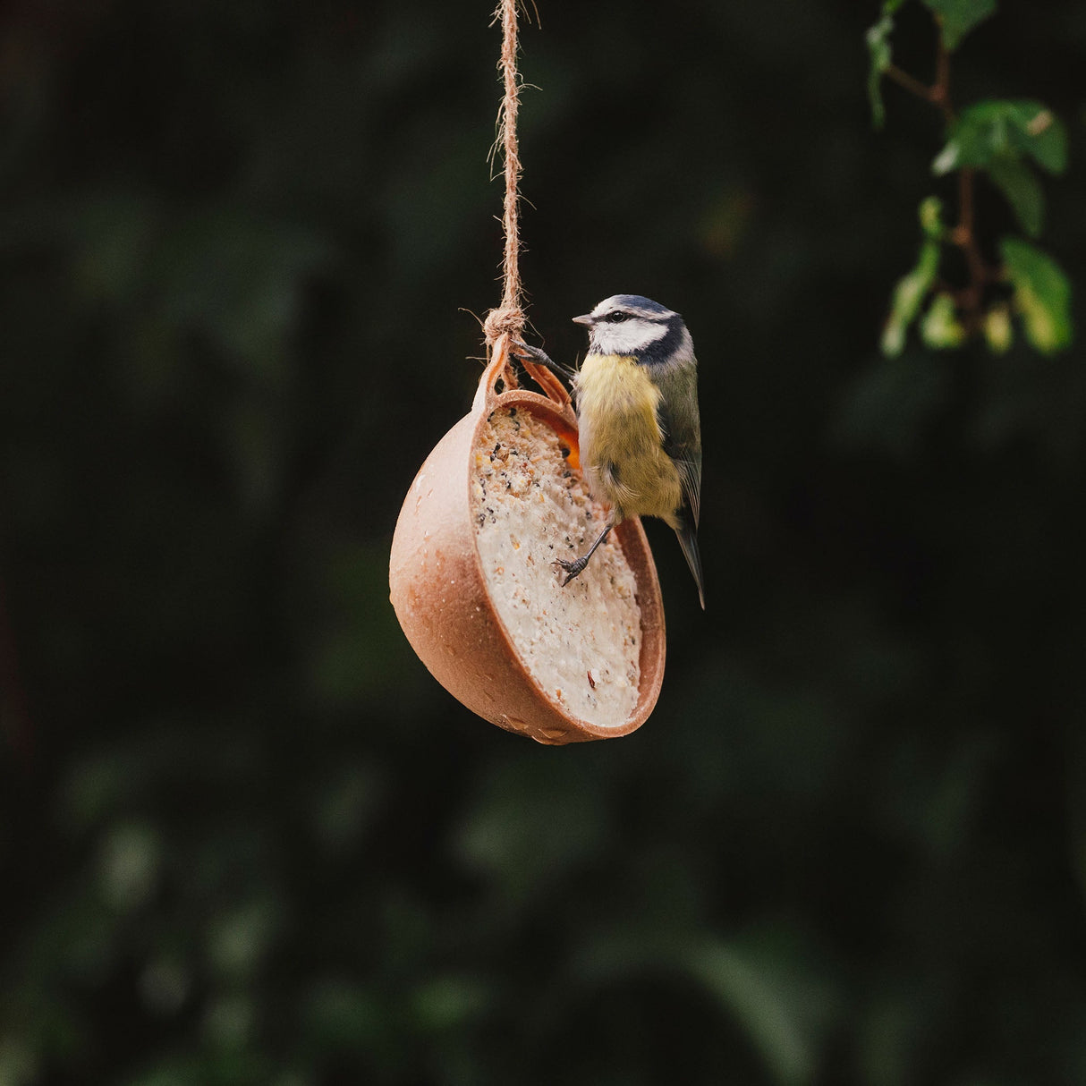 Faim Équilibre Naturel Coco-Not