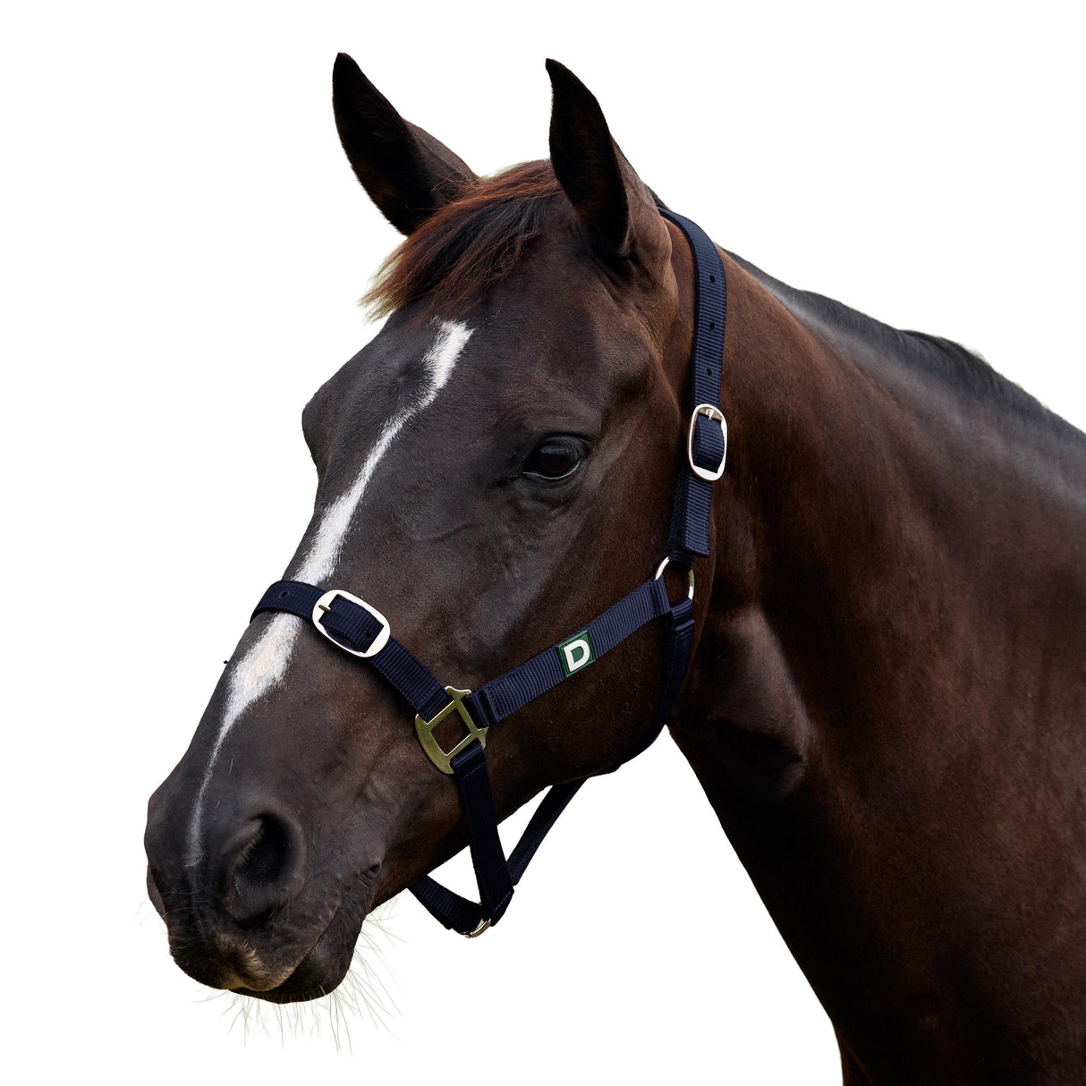 Dublin Everyday Nylon Headcollar for Horses