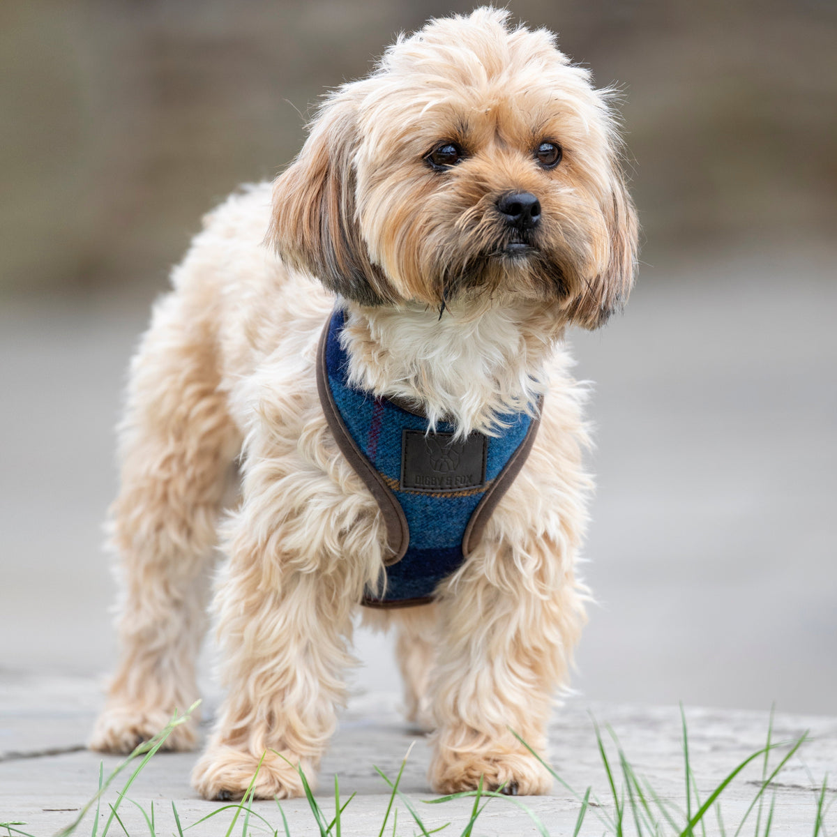 Shires Digby & Fox Tweed Hundegeschirr