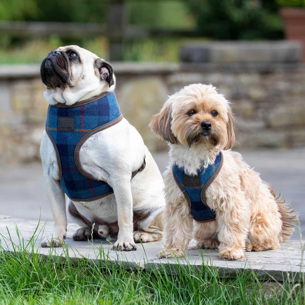 Shires Digby & Fox Tweed Hundegeschirr