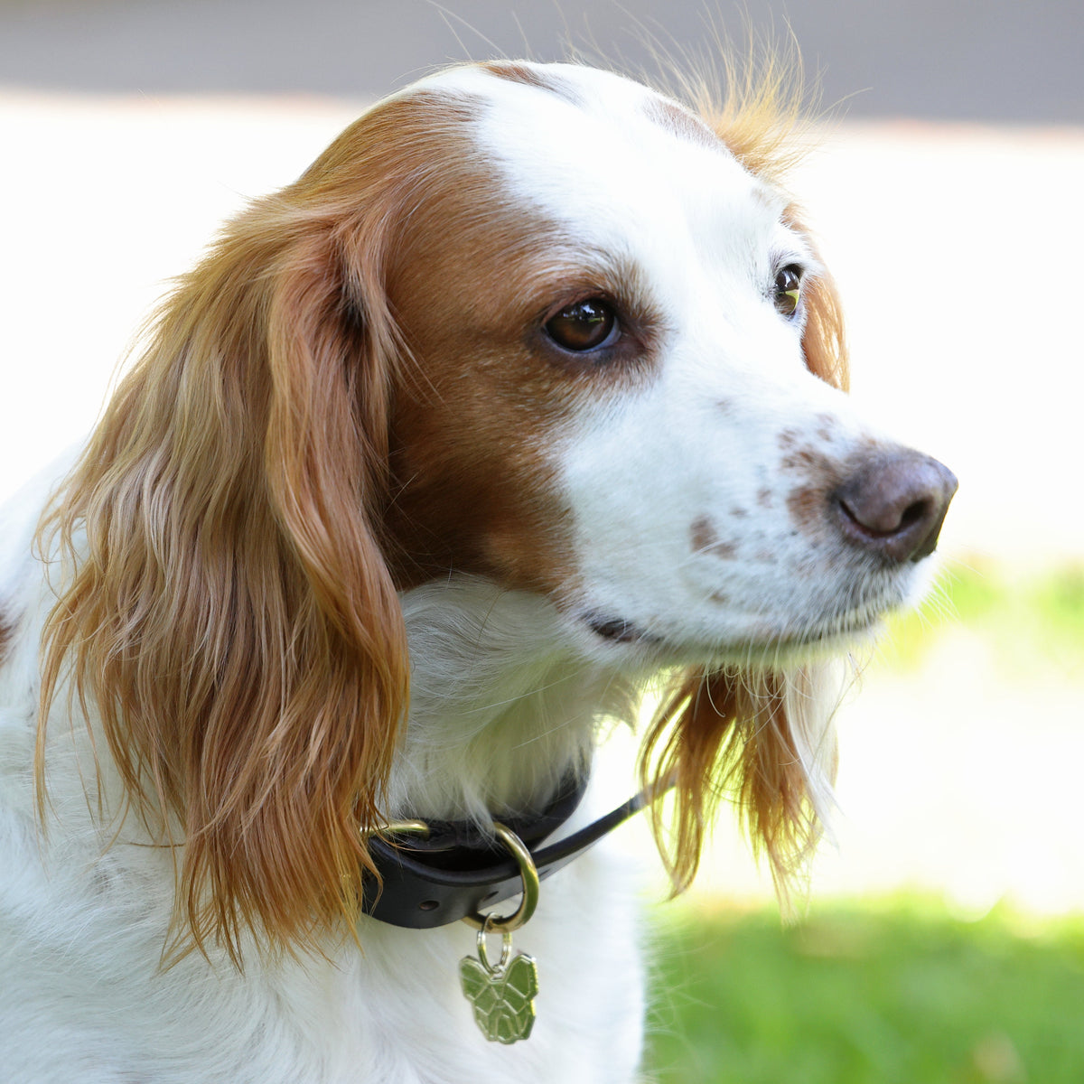 Collier pour chien en cuir plat Shires Digby & Fox