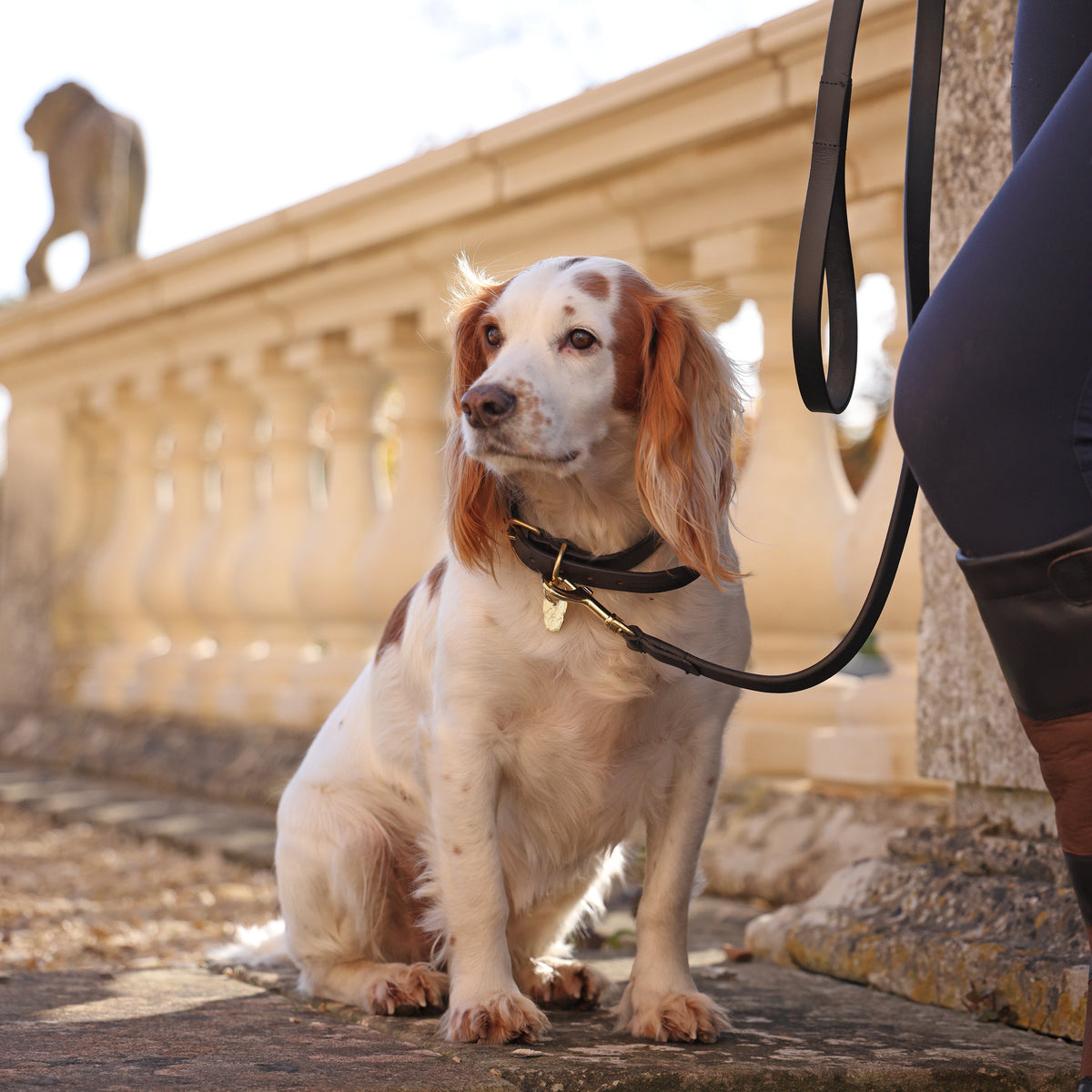 Laisse plate en cuir pour chien Shires Digby & Fox