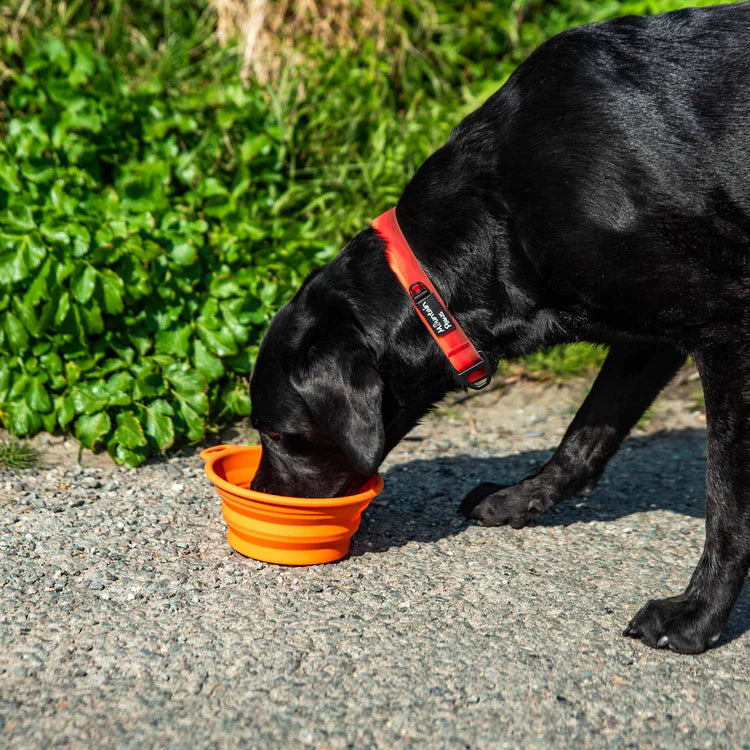 Mountain Paws Collapsible Silicone Dog Bowl #colour_orange