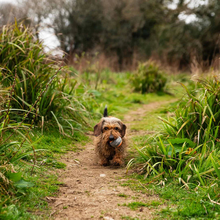 Mountain Paws Dog Tennis Balls