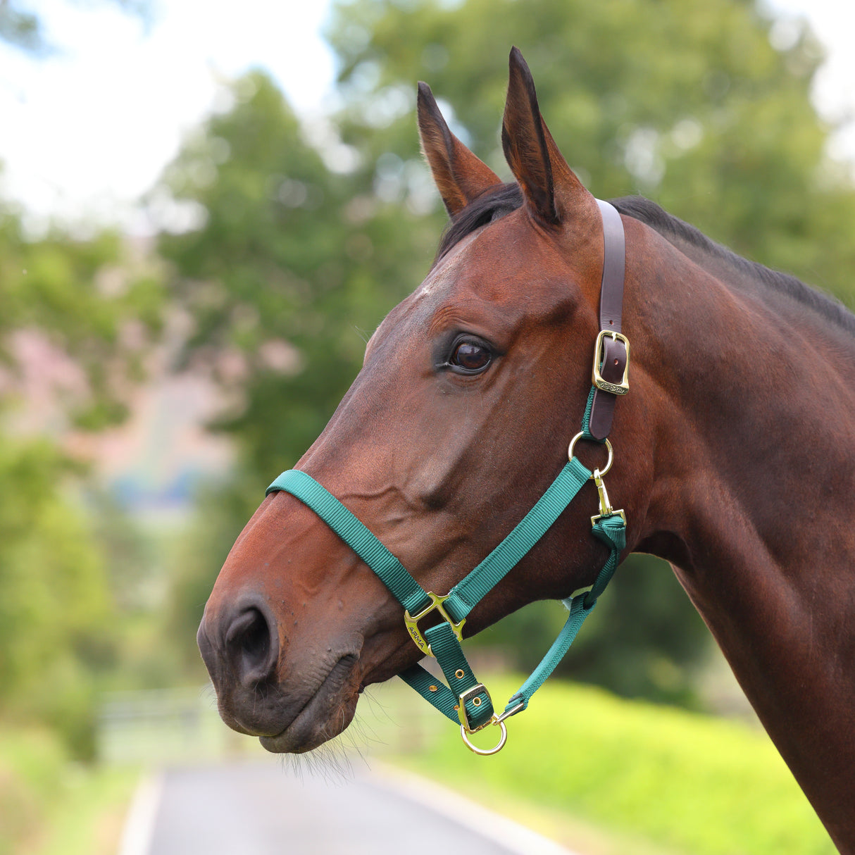 Shires ARMA Premium Adjustable FieldSafe Headcollar #colour_teal