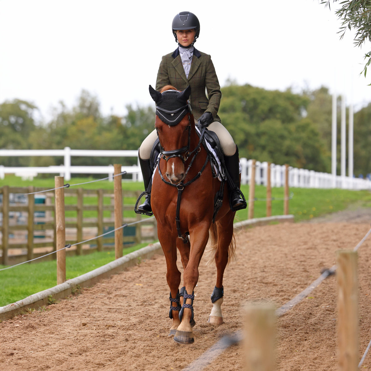 Shires Aubrion Saratoga Damenjacke