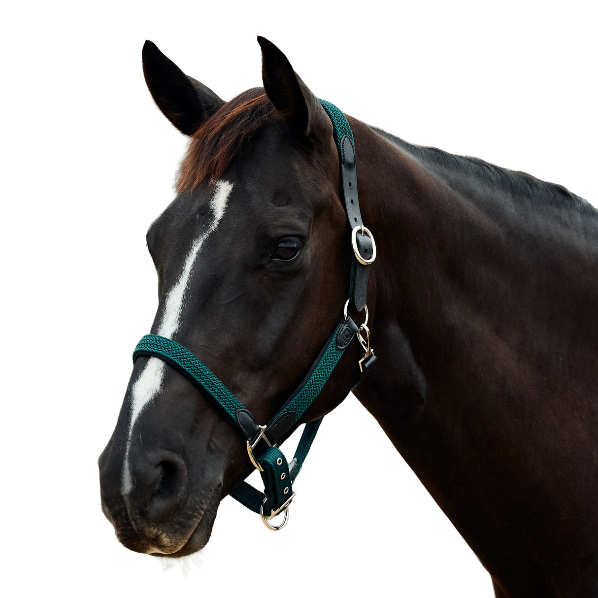 Dublin Braided Leather Padded Horse Headcollar