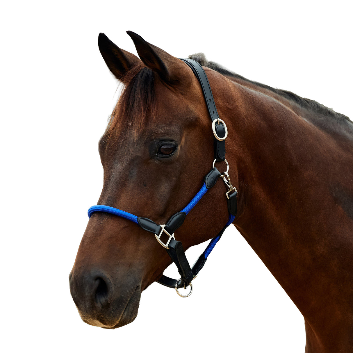Dublin Leather Rope Headcollar with Nickel Buckles