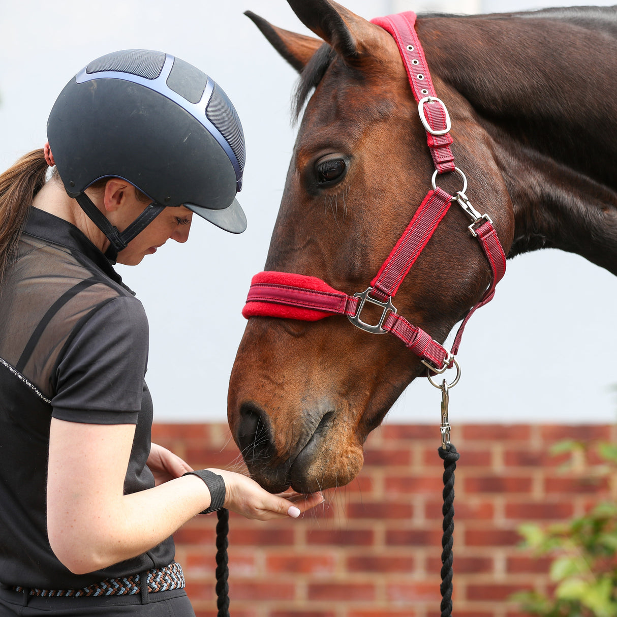 Equilibrium Stellar Style Headcollar