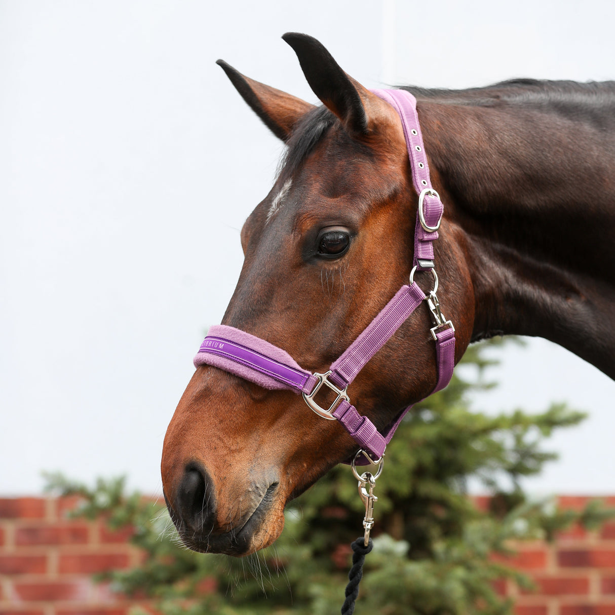 Equilibrium Stellar Style Headcollar