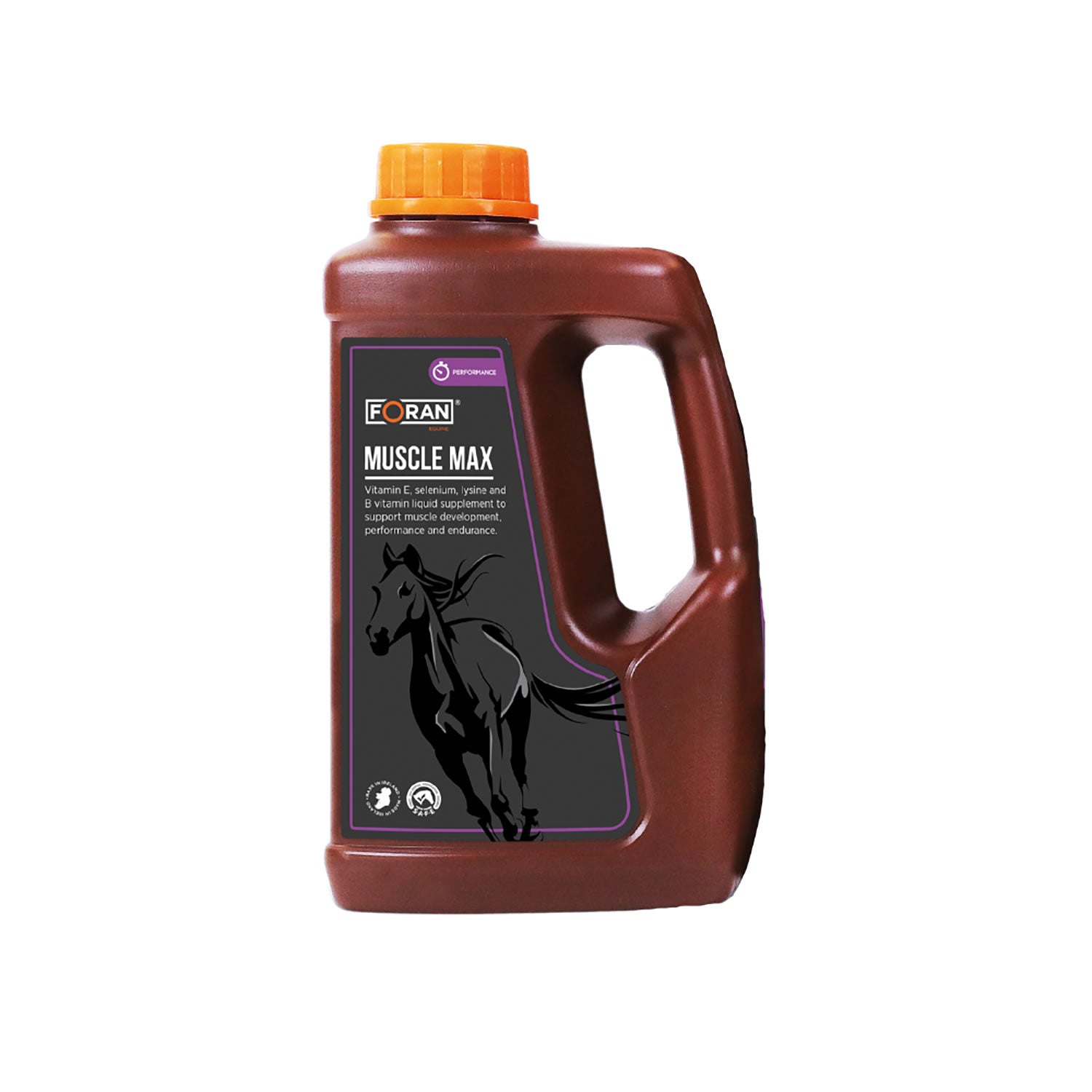 Foran muscle équin max