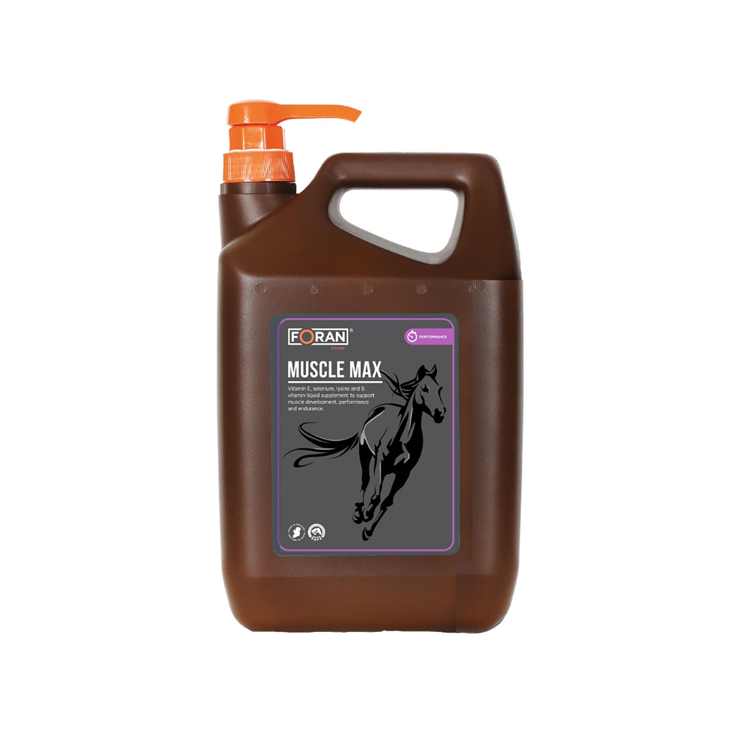 Foran muscle équin max