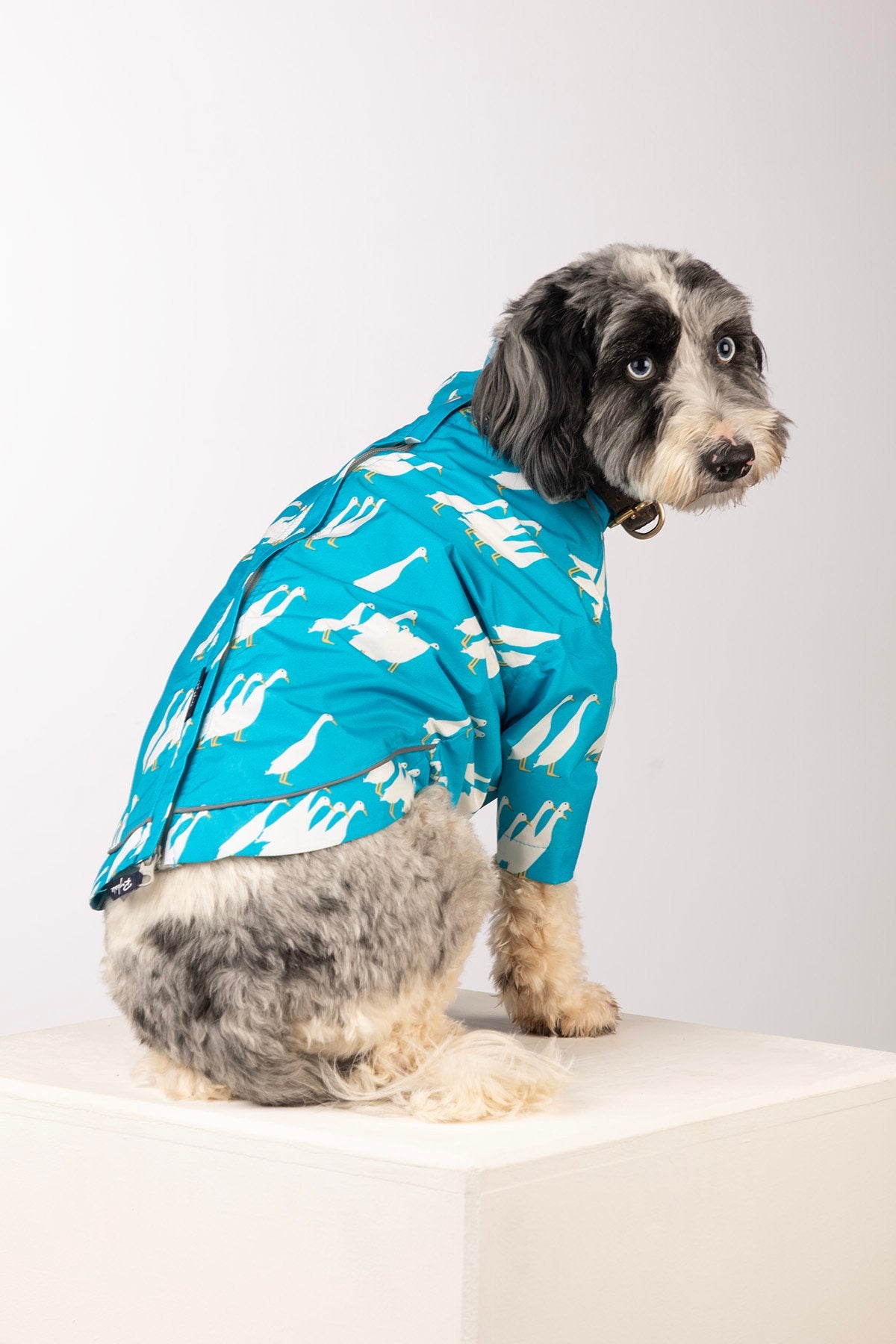 Rydale Patterned Dog Raincoats - Yapham