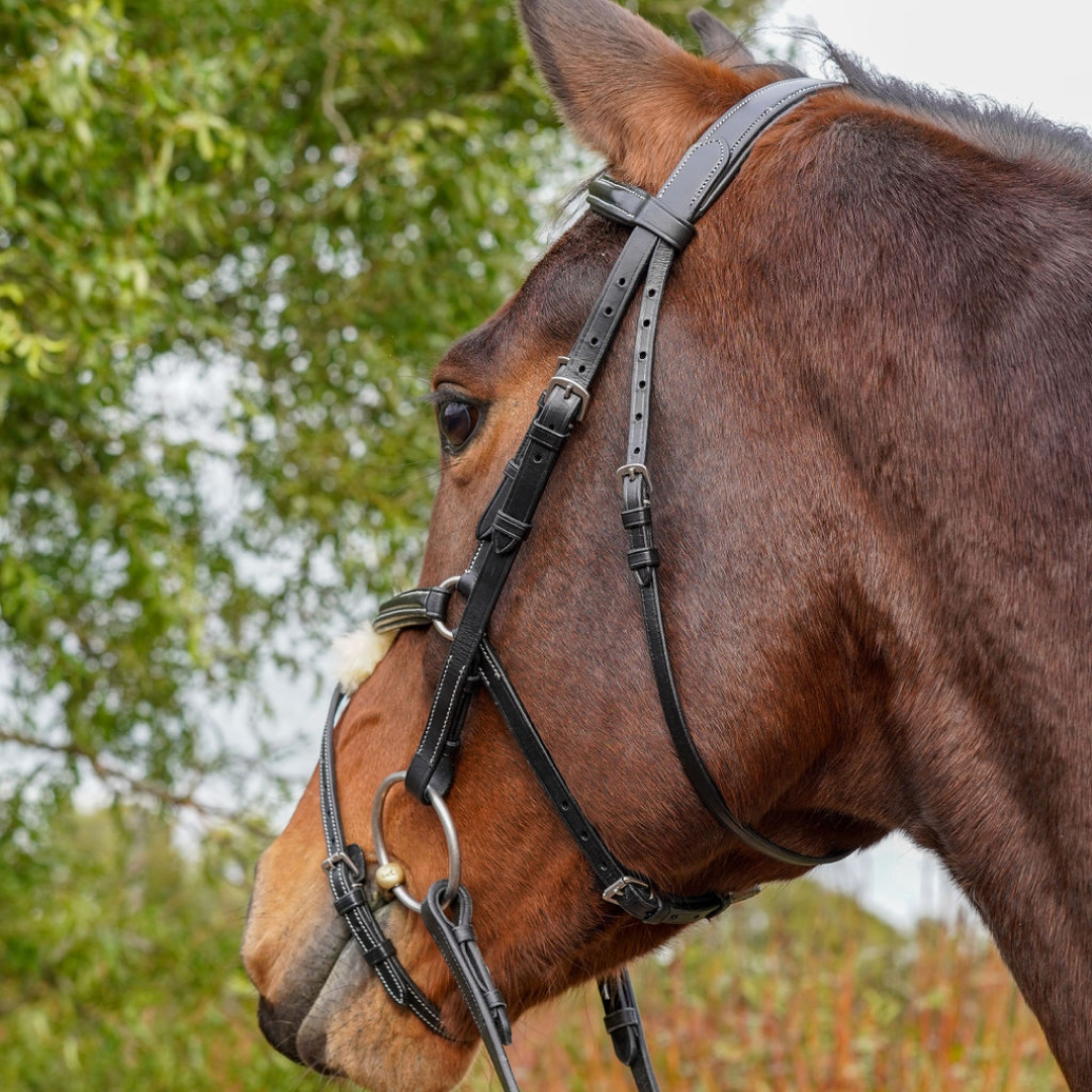 GS Equestrian Grackle Zaumzeug