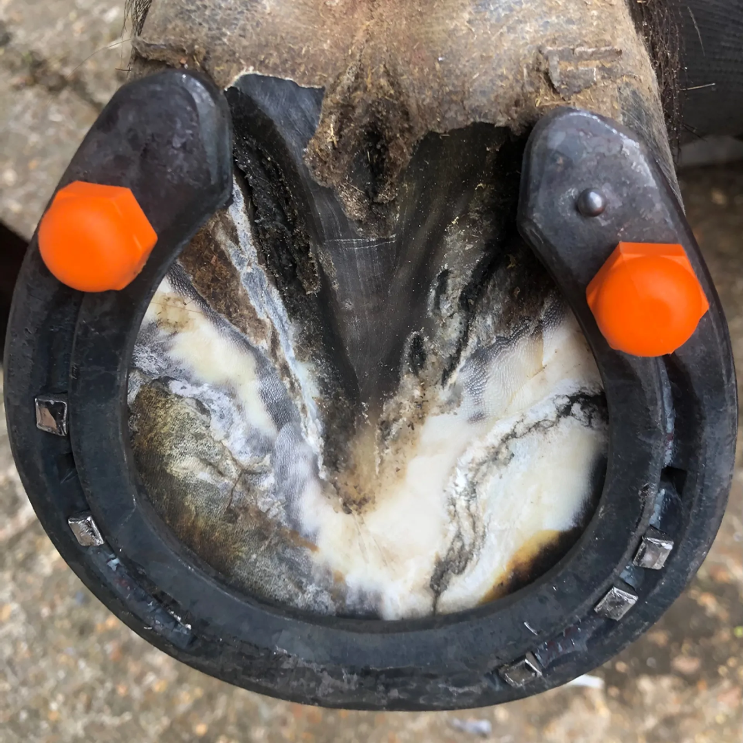 StudFast Patented Polymer Studs