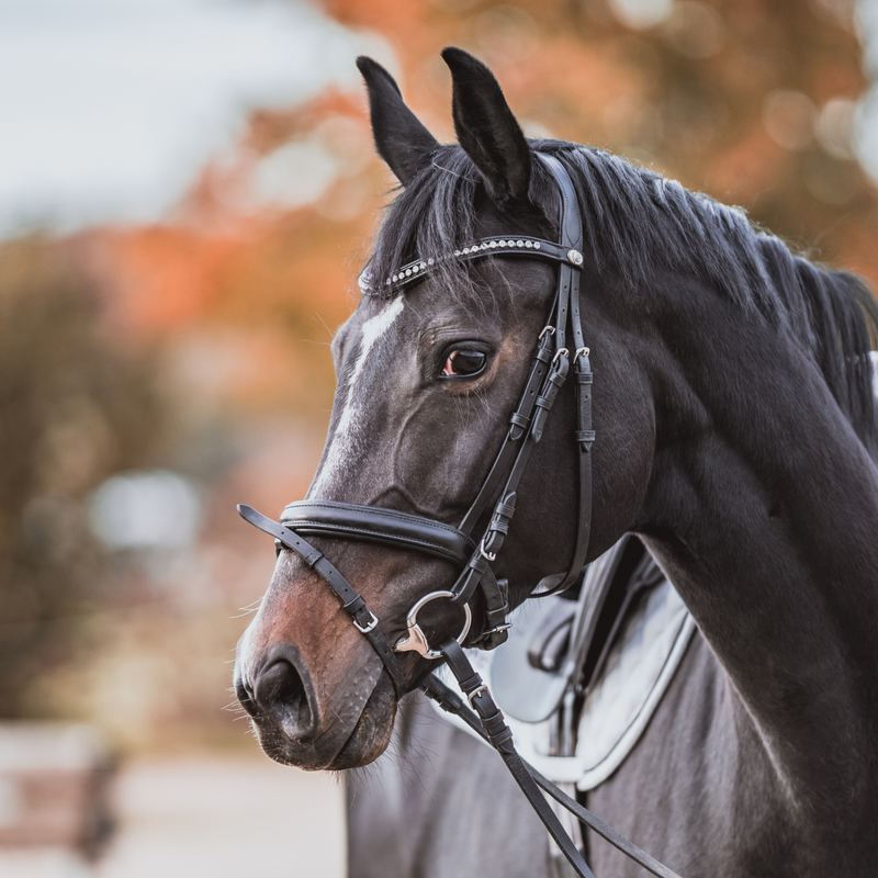 Sprenger KK Ultra Sensogan Eggbutt 14mm Single Jointed Horse Bit With 65mm Stainless Steel Rings